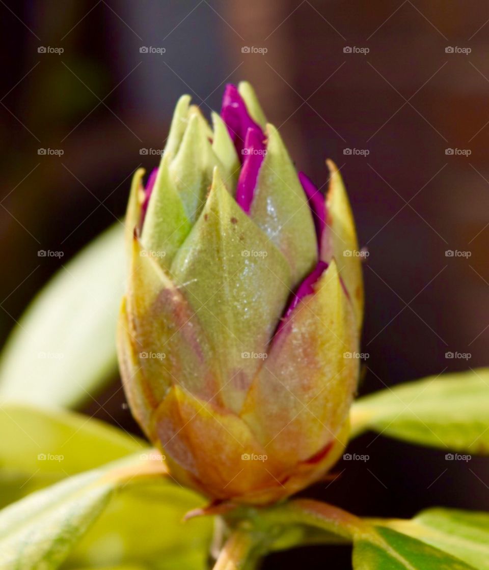 Flower bud 