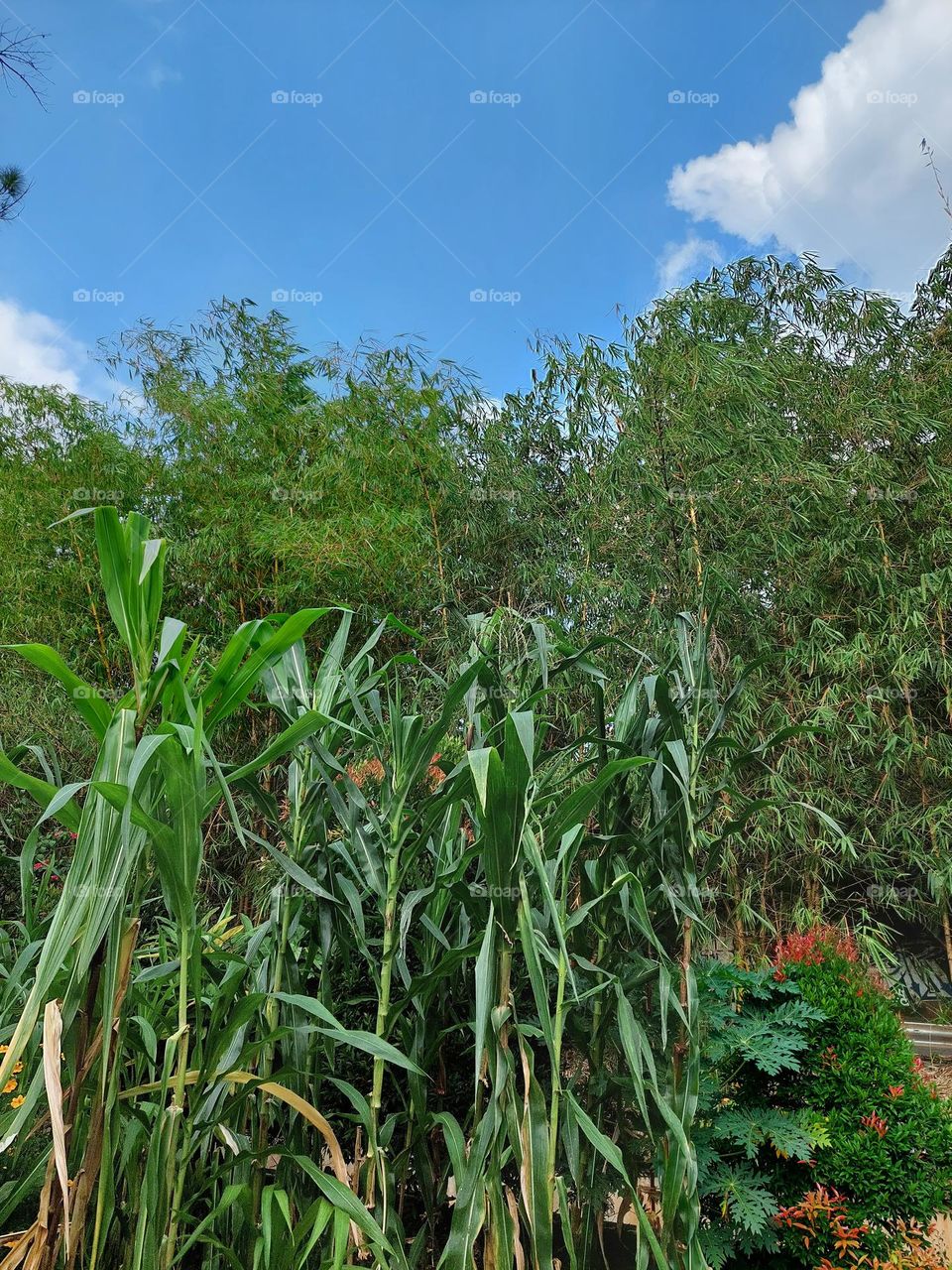 corn plants among the bamboos that are starting to grow thick
