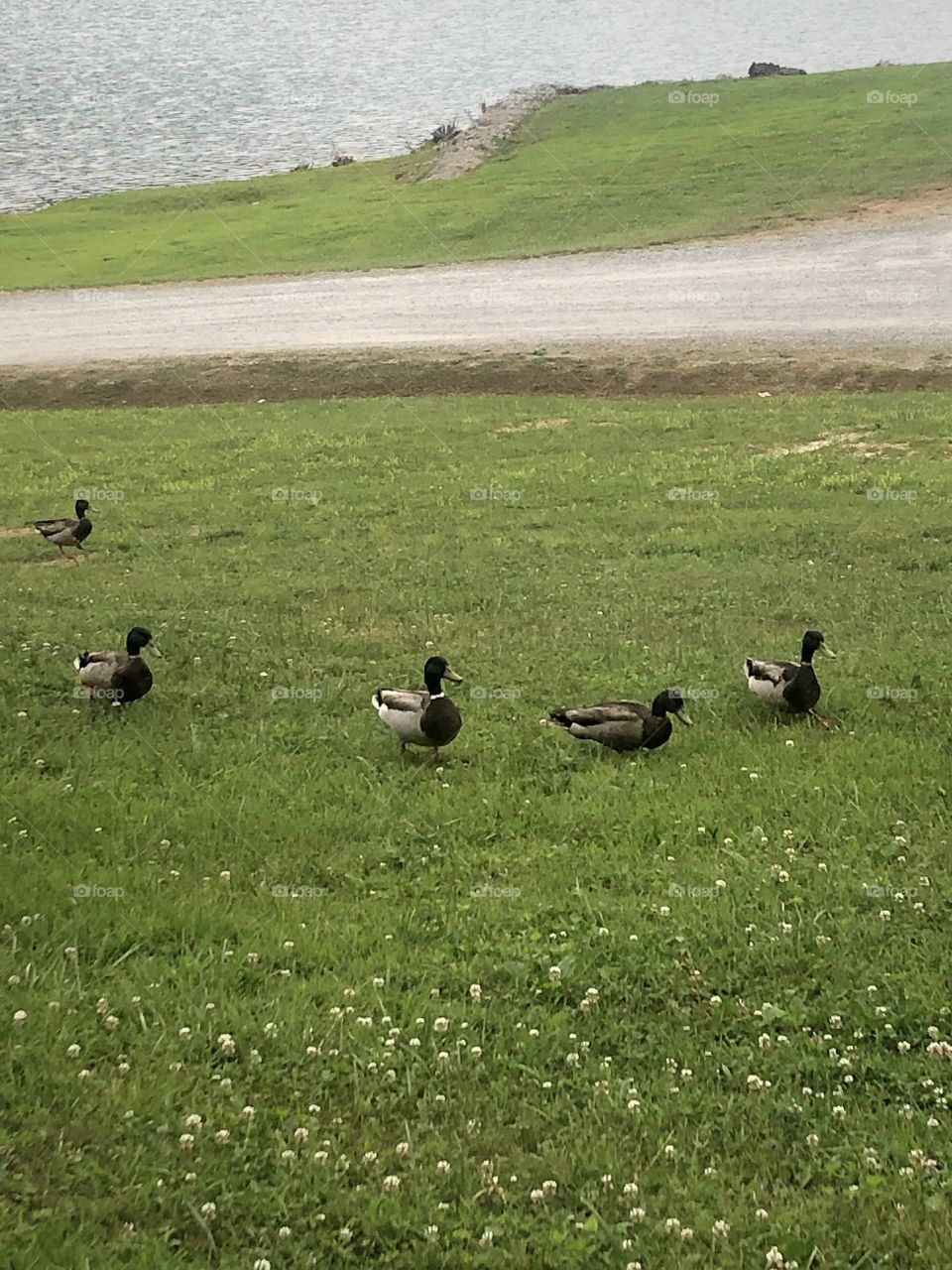 Some ducks at Martins Fork Lake 