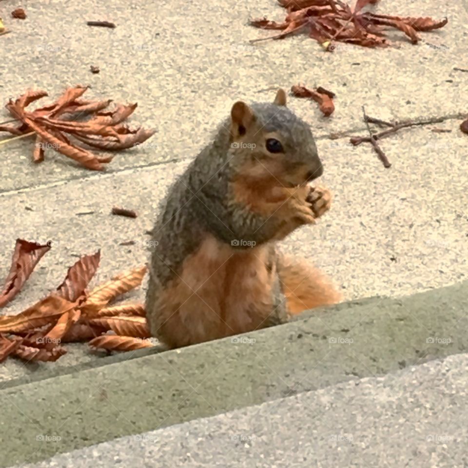 Squirrel eating a snack