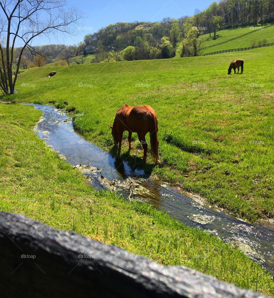 Franklin Tennessee beauty.