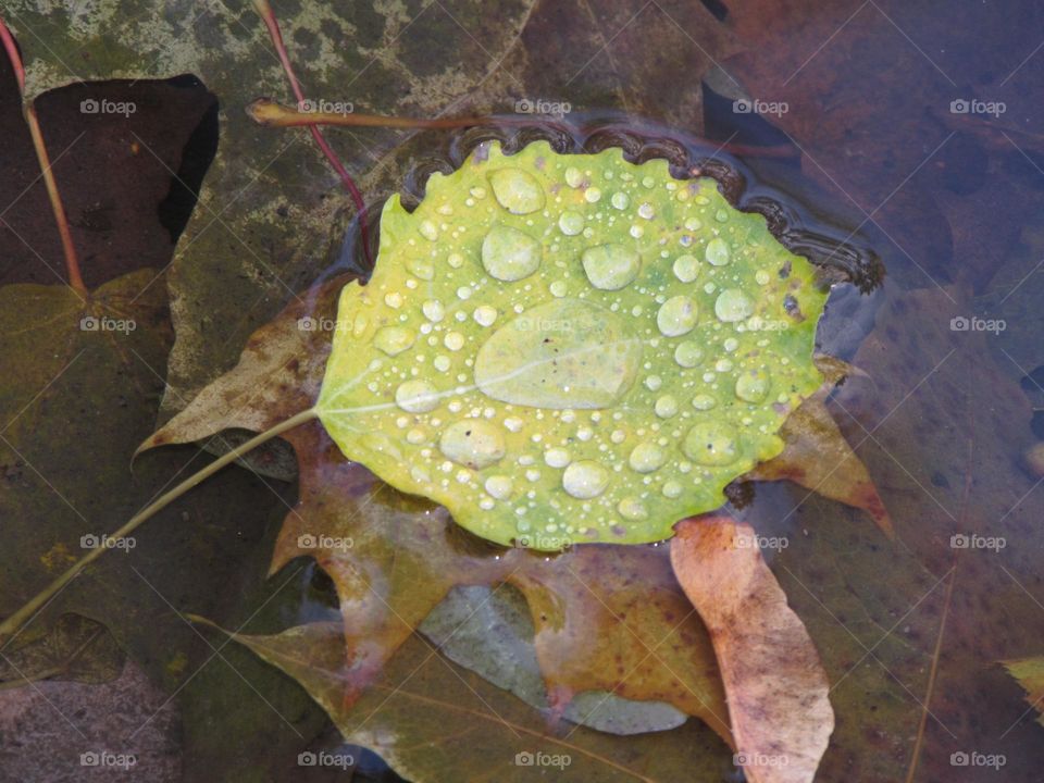 Autumn leaves in raindrops