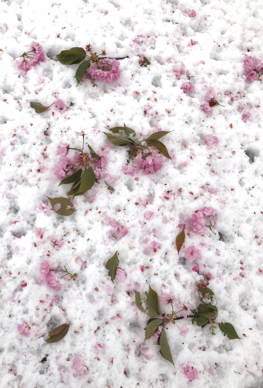 Flowers on snow