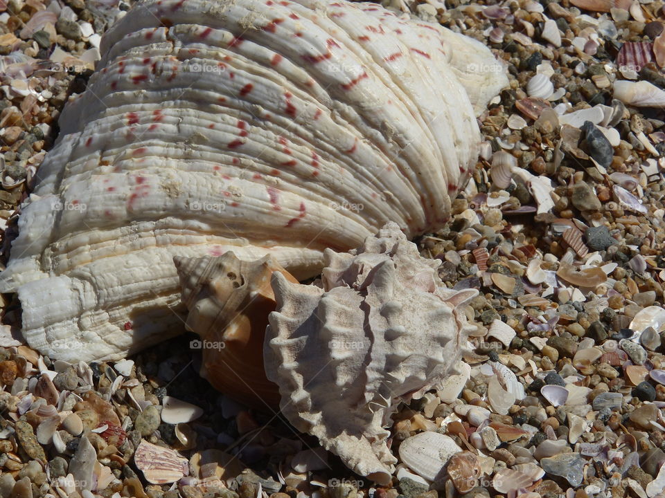 Several shells close up