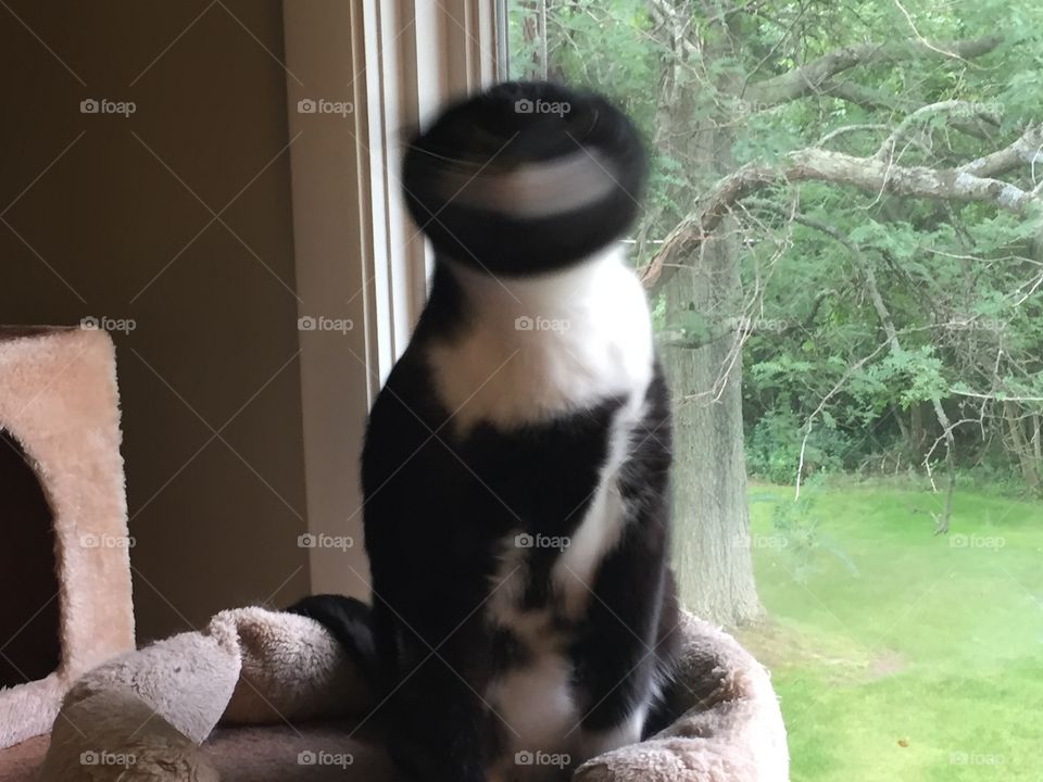 The cat shaking himself awake after another nap
I did not expect to capture this image