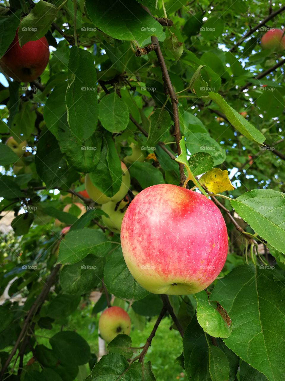 Apple tree summer leaves taste color sweet branch apple tree
