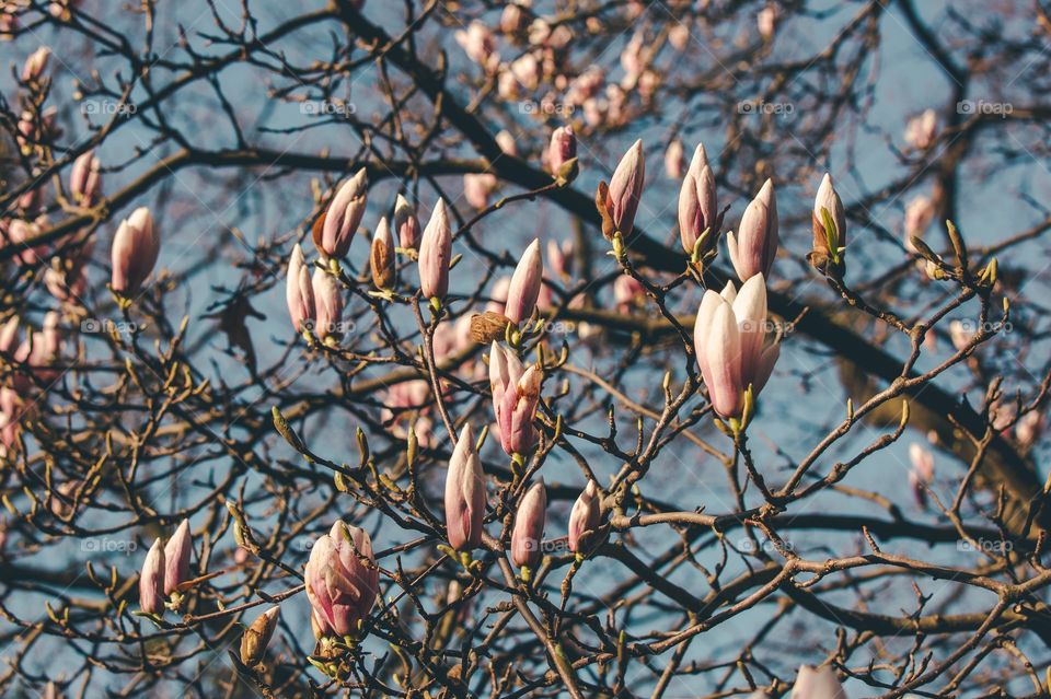 Magnolia Bloom