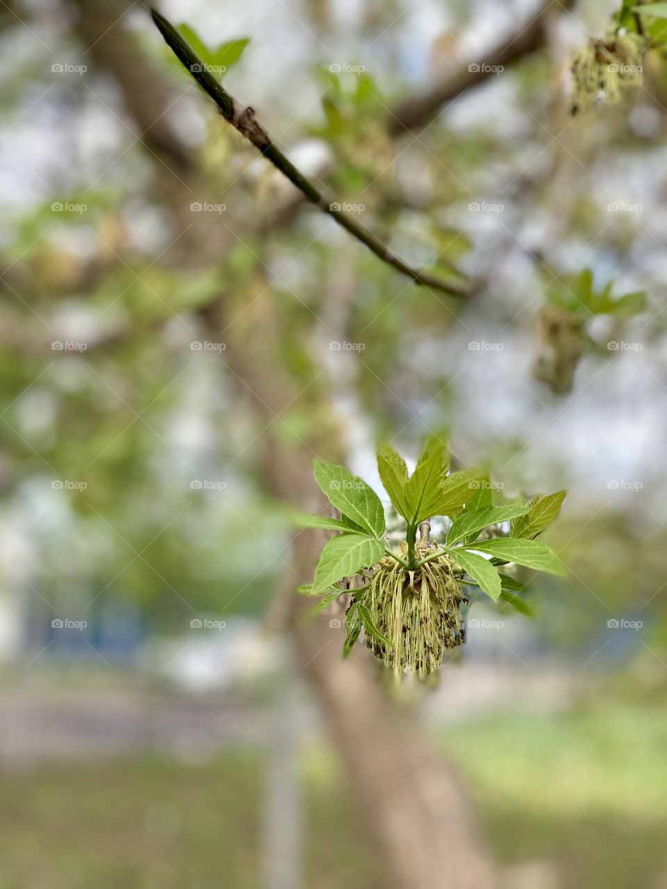 maple blossoms