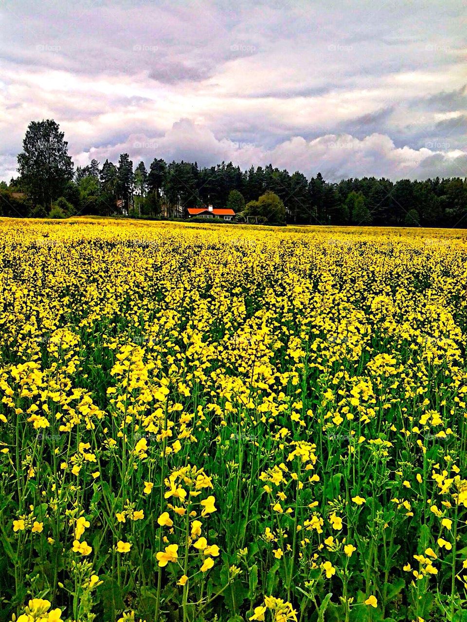 Field of oilseed rape