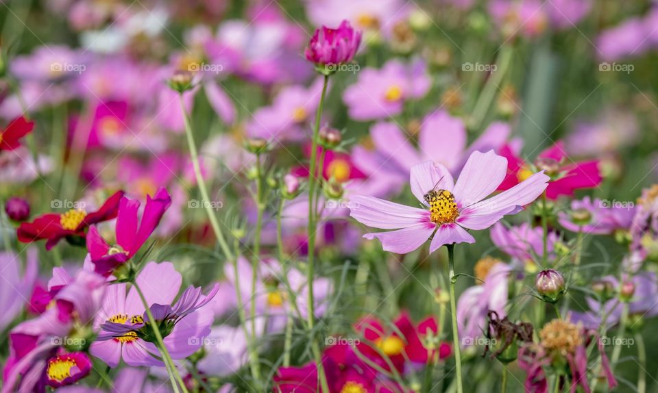 Romantic pink field