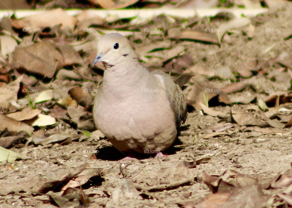 Dove