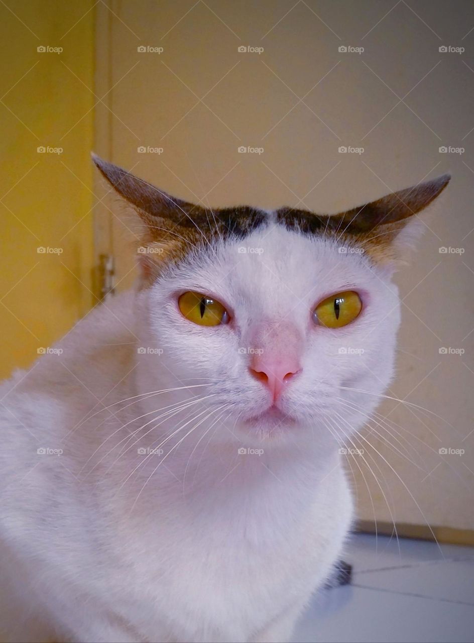 My fiercy cat with its flat ears