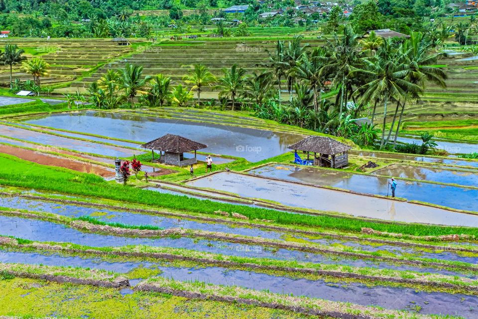Ricefield on Bali