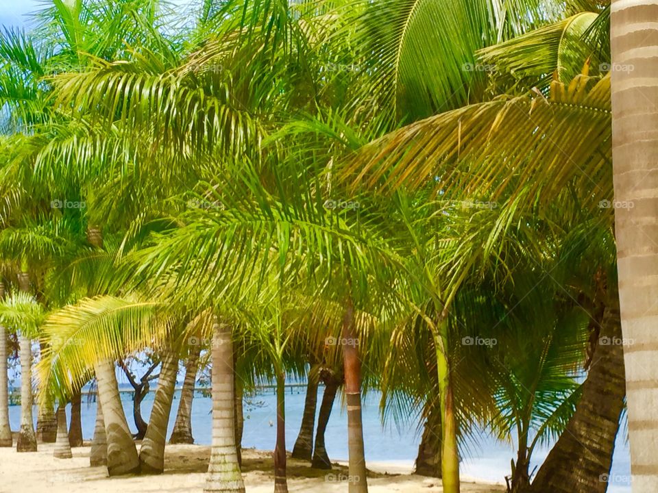 Palm Tree Grove in Roatan Honduras. 