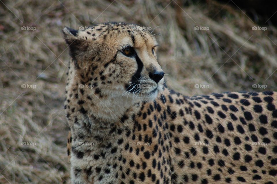 Cheetah. Cheetah close up