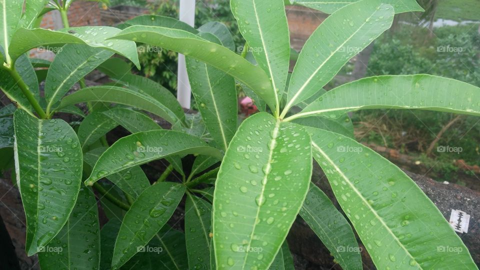 A plant in the garden.