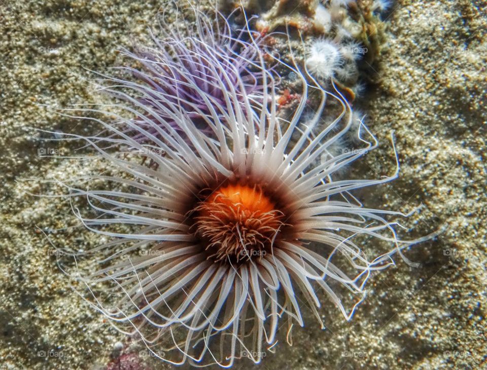 Delicate Sea Anenome. Bioluminescent Tentacles
