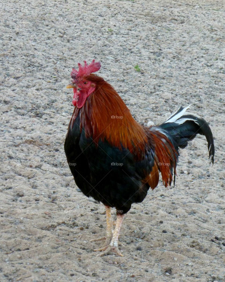 Rooster from the side