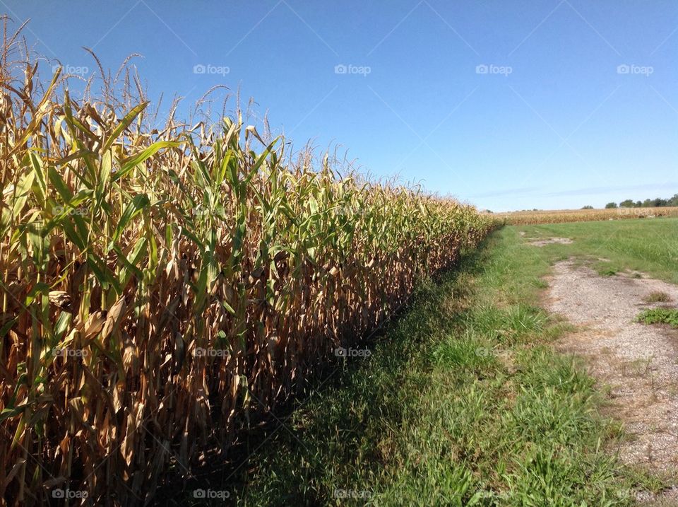 Cornfield