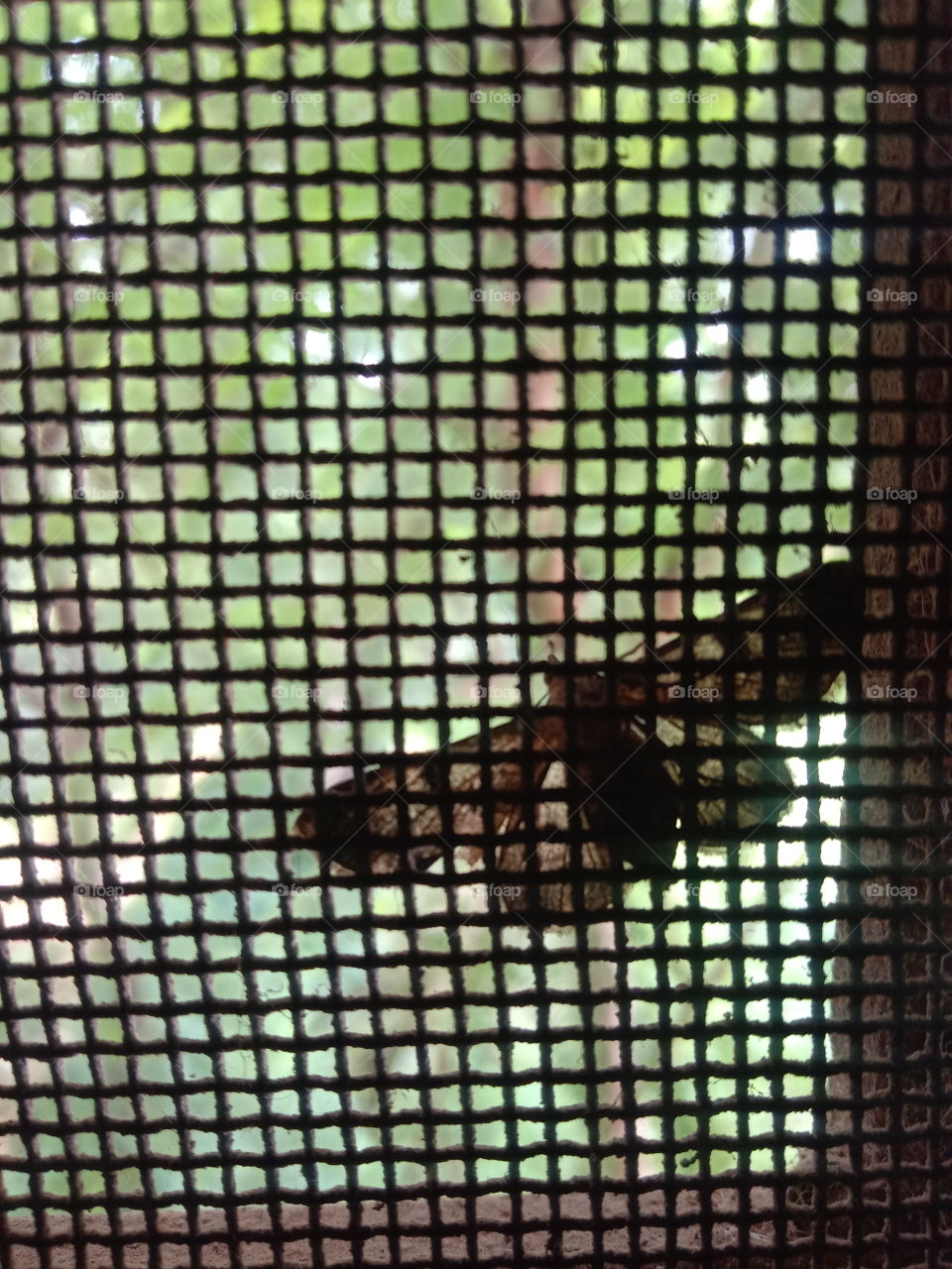 net and simple butterfly