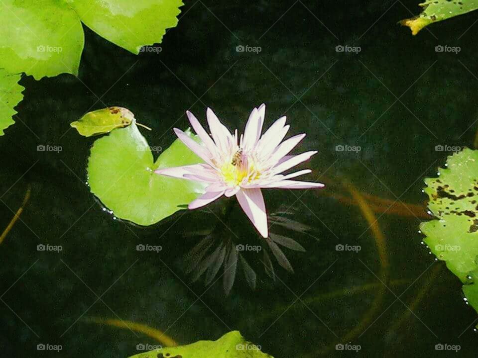 nature lotus