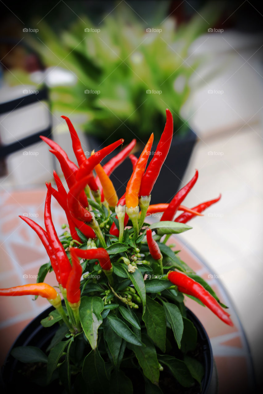 Chilli. Plant