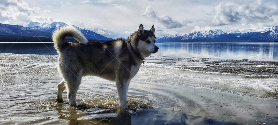 Husky Glacier Lake Adventure