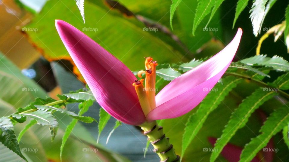 Banana flower