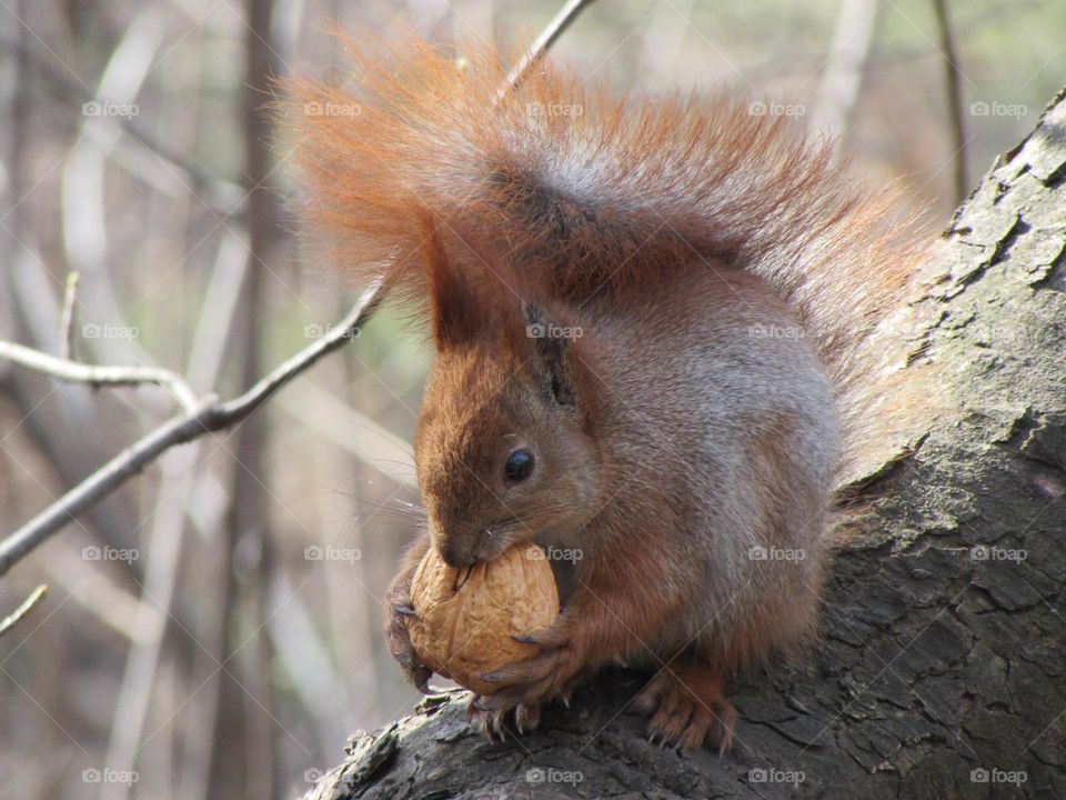 Squirrel in the city park