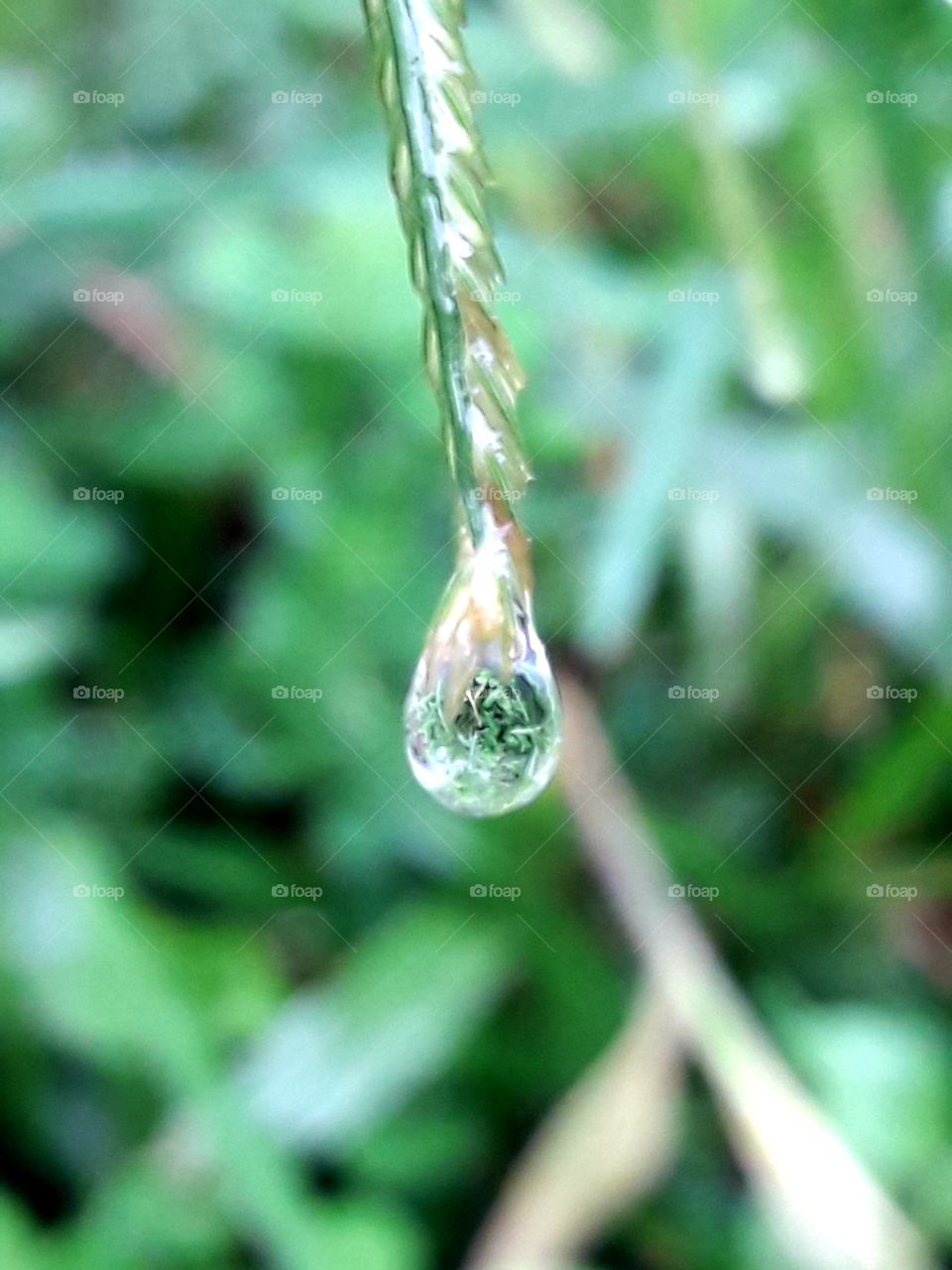 Rain droplet hanging in a grass flower
