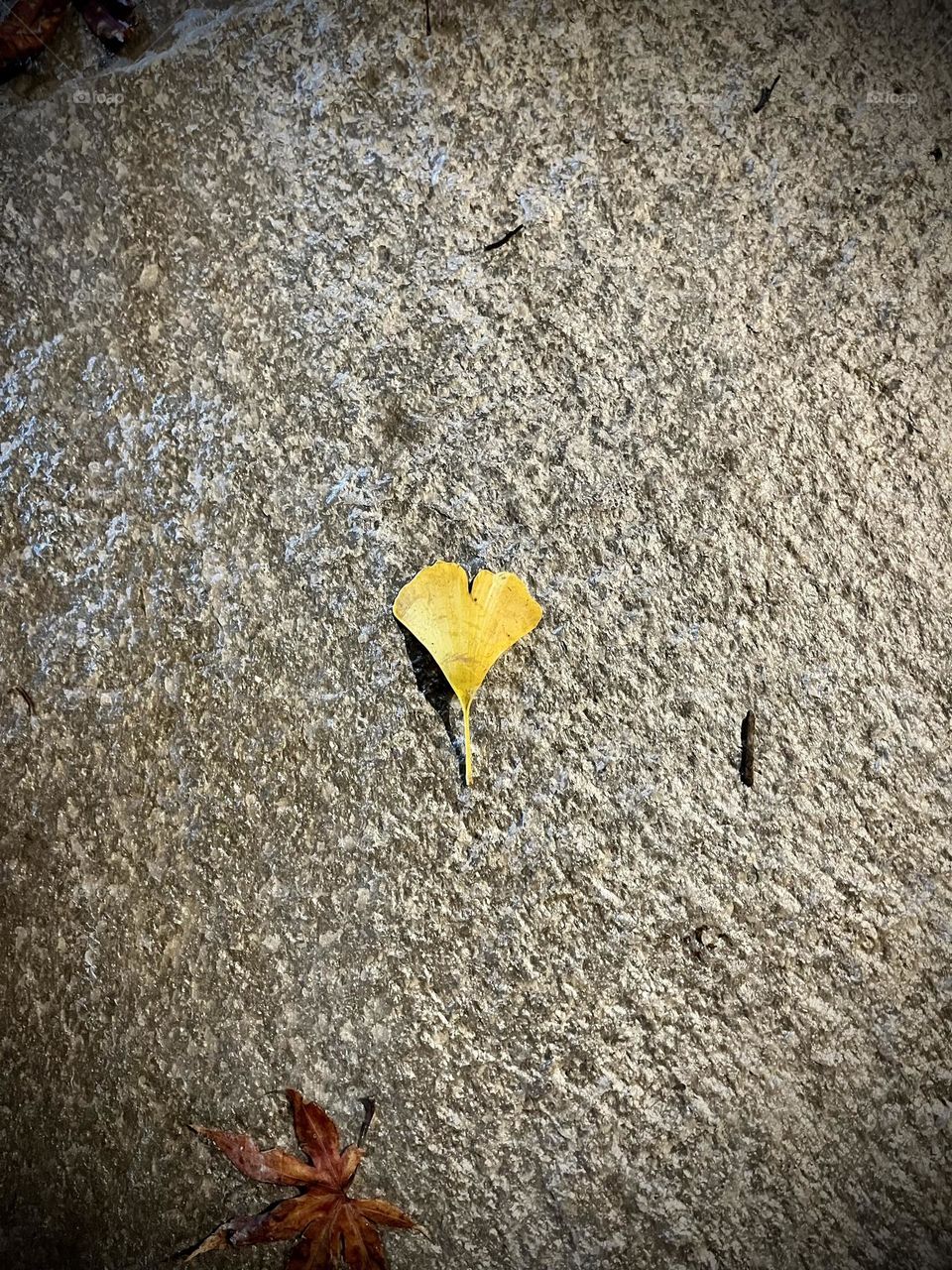 Ginkgo biloba leaf