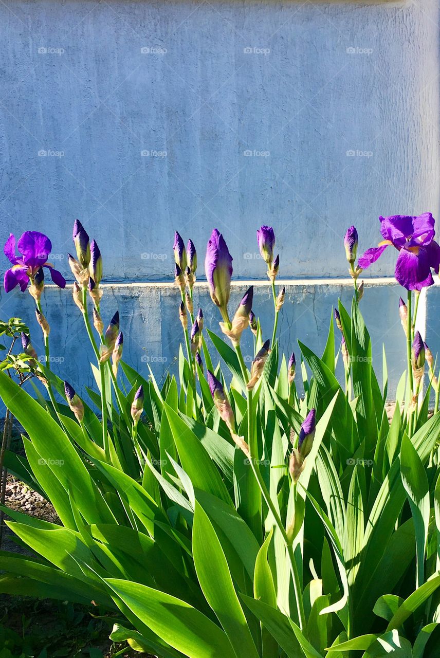 Violet flowers in the garden 