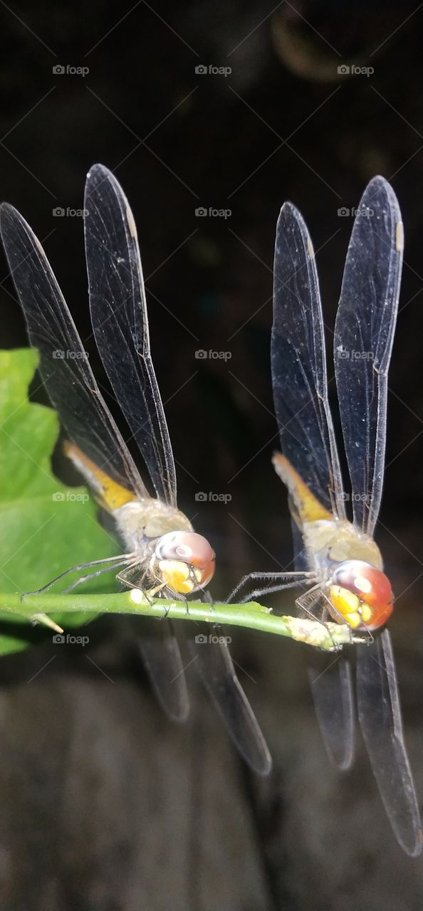 dragonflys jest landing of branch