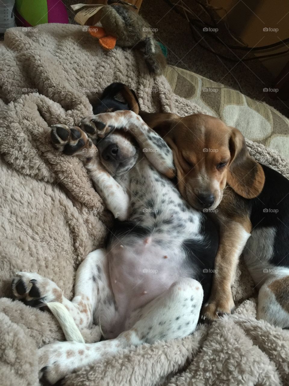 It's a ruff life for us. 