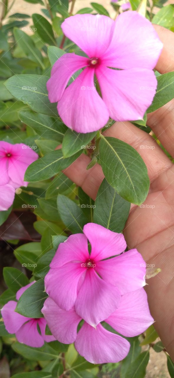 Zinia flower in the palm