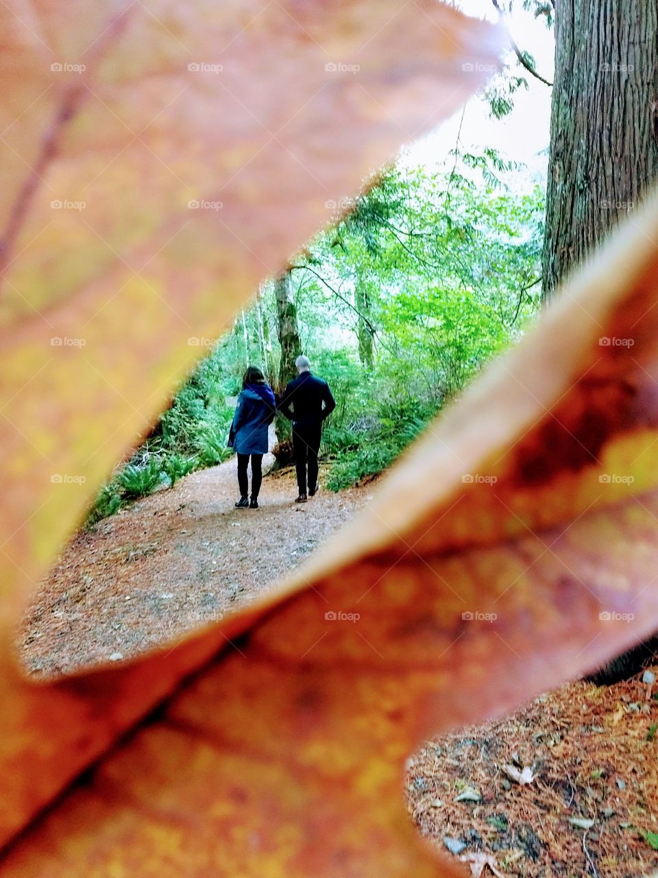 A man and woman can be seen through an autumn leaf walking together on a forest parh.