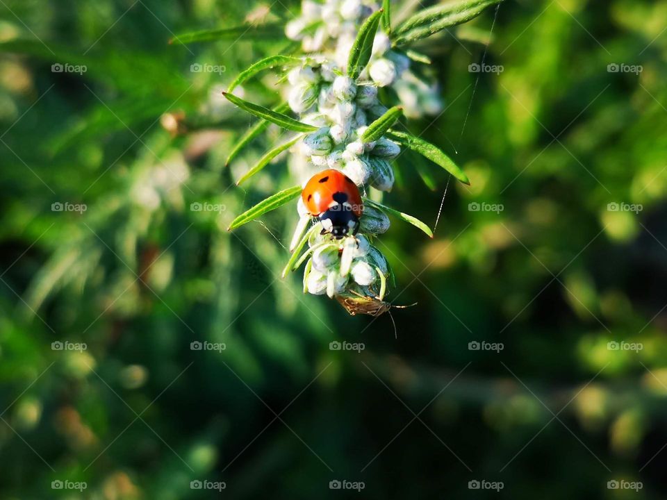 Ladybugs are like little ladies.  This beautiful red color with black dots is reminiscent of a beautiful red dress with dots 🐞🐞👗