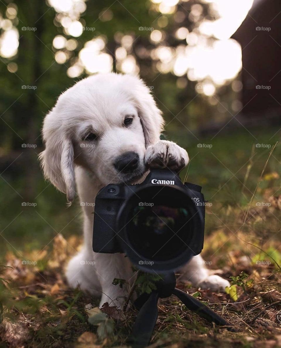 cute puppy click a picture