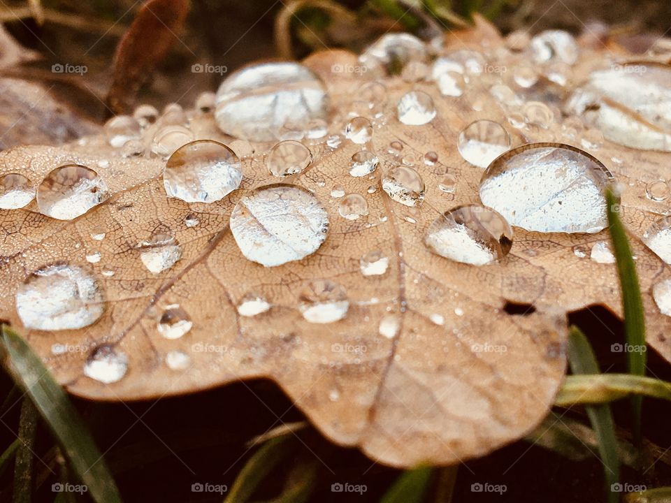 drops inthe leaf in the fall