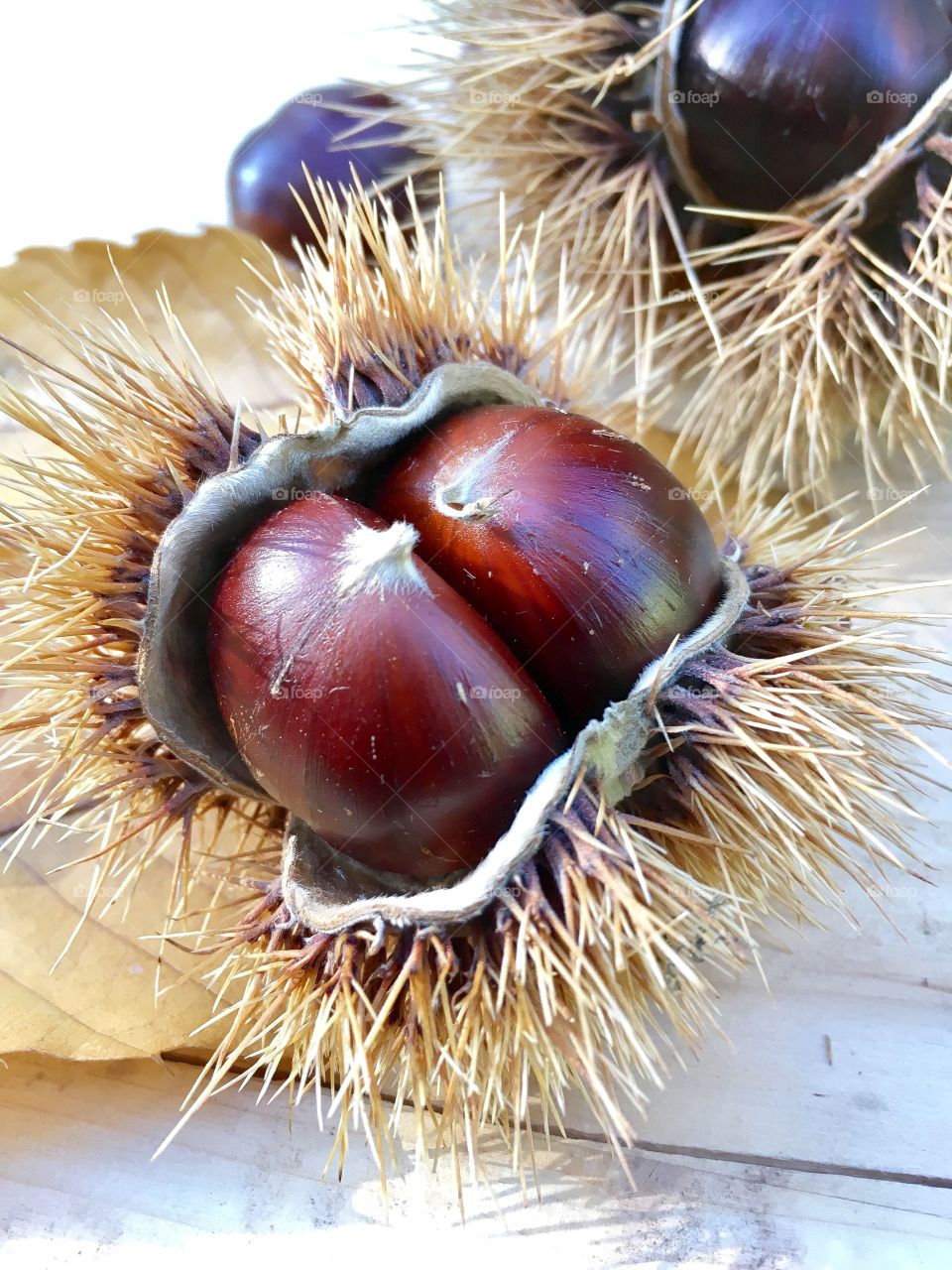 autumn composition of chestnuts
