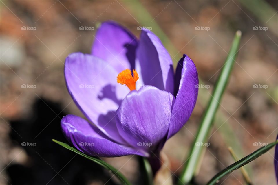 spring crocus