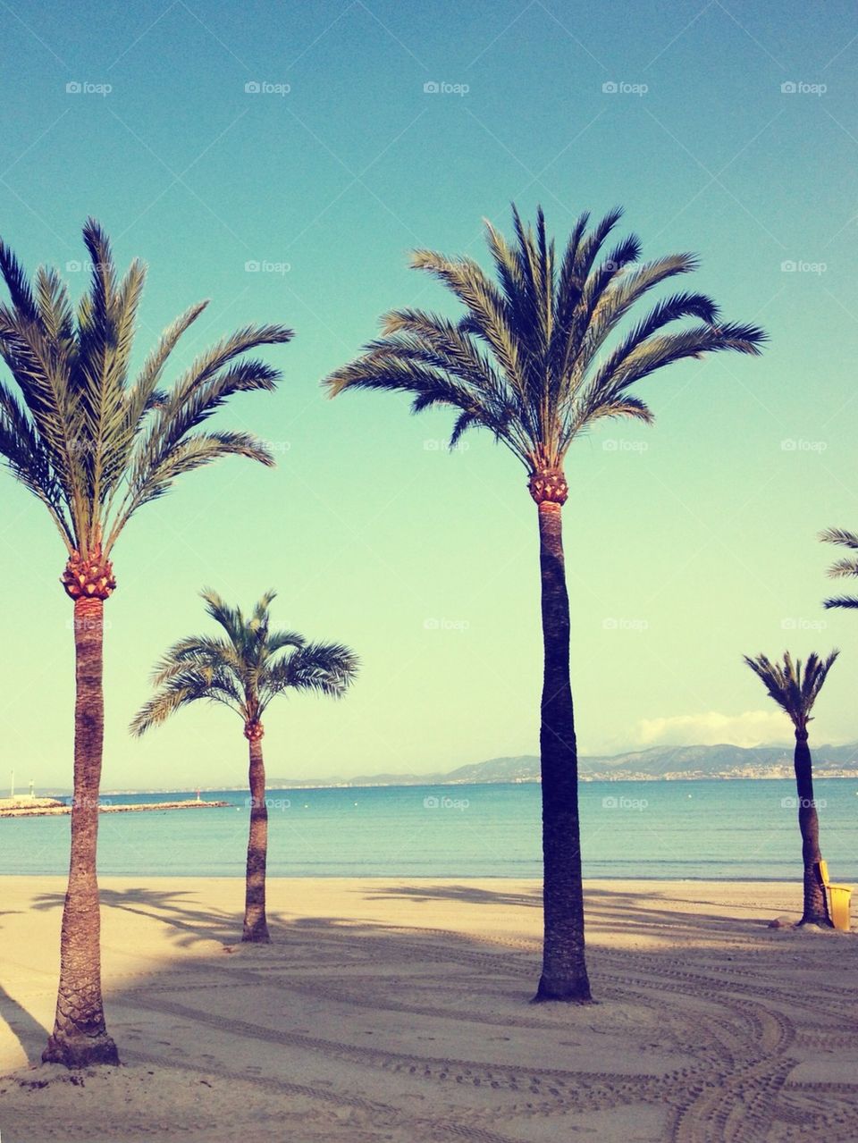 Mallorca palm trees  