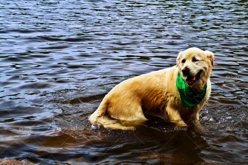 Dog plays in a lake 