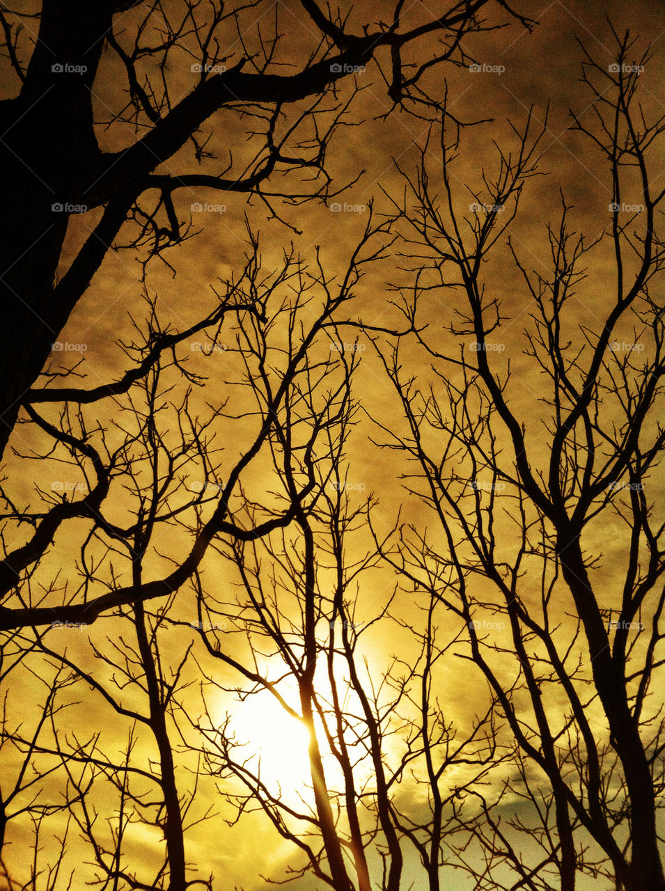 Bare tree branches against dramatic sky