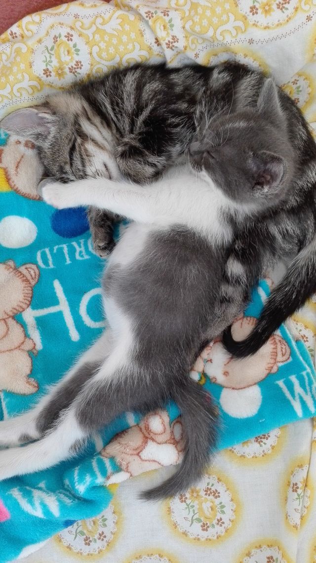 love