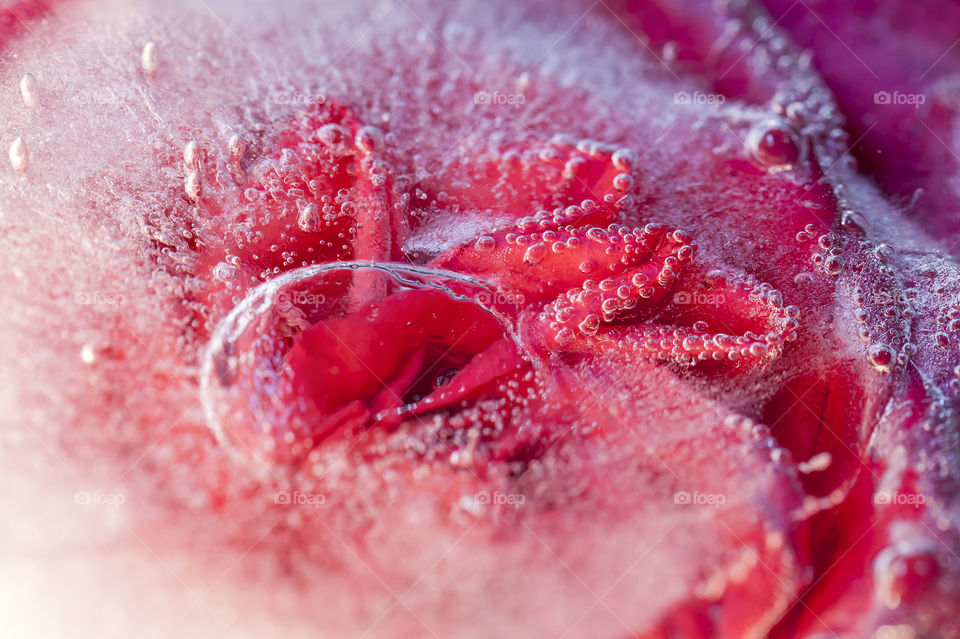 Frozen red rose