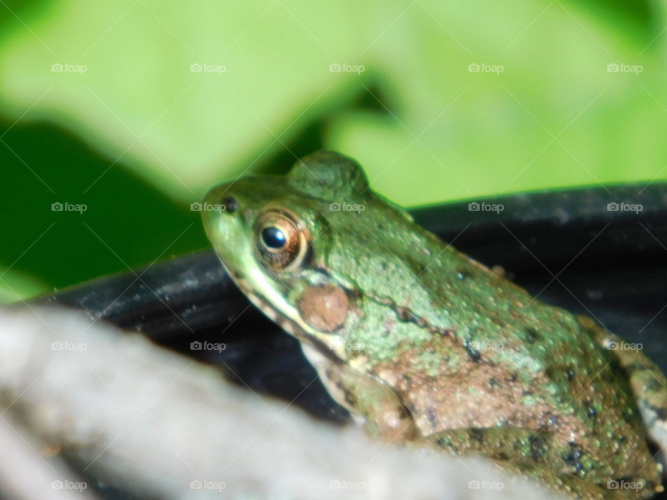 Wildlife in the wild