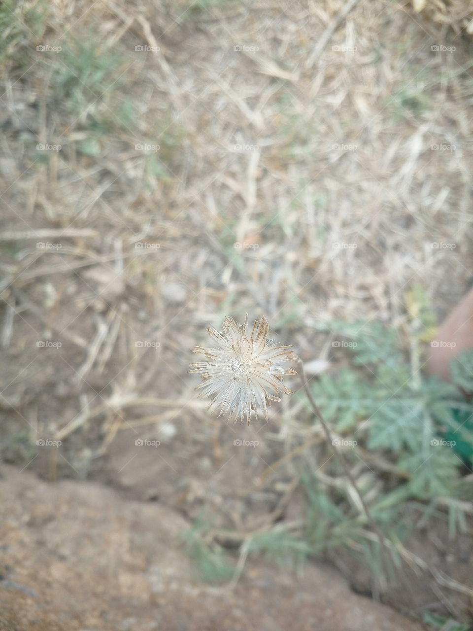 small plant flowers and dry grass