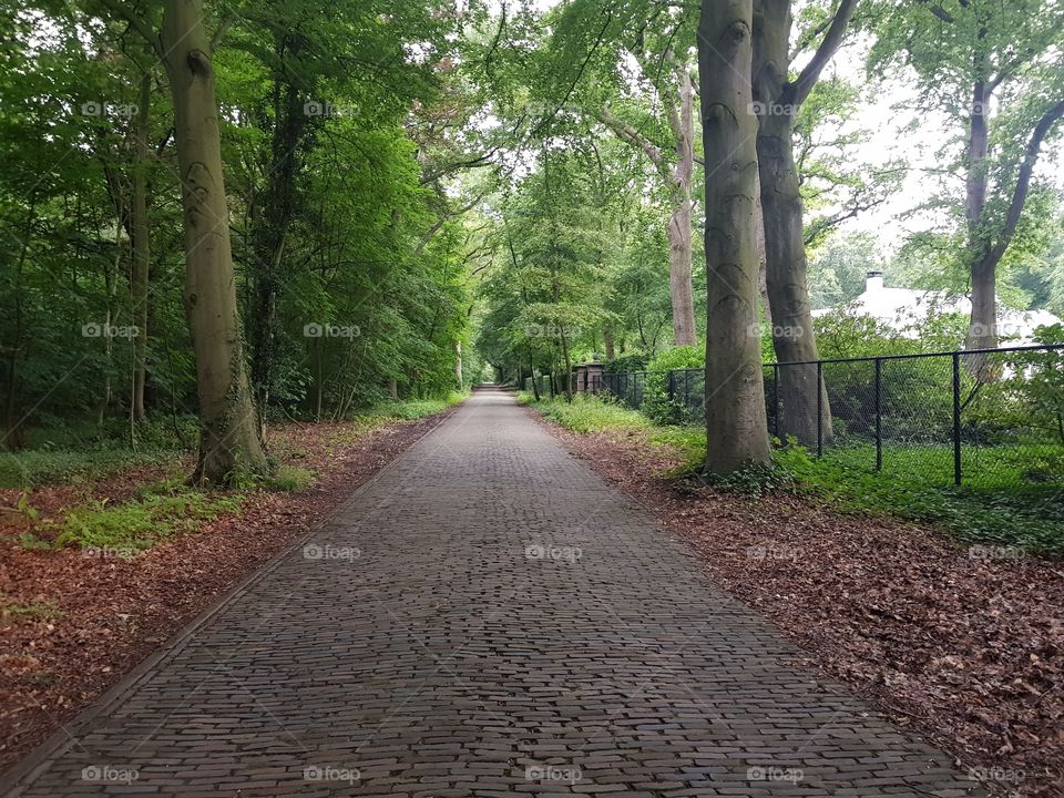 Pave the tile away, along a beautiful forest