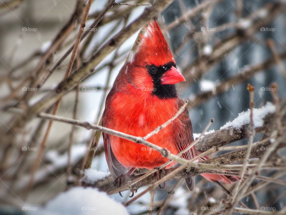 Cardinal 